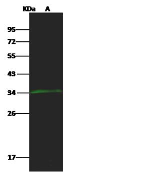 COQ9 Antibody - Anti-COQ9 rabbit polyclonal antibody at 1:500 dilution. Lane A: Mouse heart tissue lysate. Lysates/proteins at 30 ug per lane. Secondary: Goat Anti-Rabbit IgG H&L (Dylight 800) at 1/10000 dilution. Developed using the Odyssey technique. Performed under reducing conditions. Predicted band size: 35 kDa. Observed band size: 34 kDa.