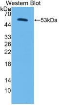 CORIN Antibody - Western Blot; Sample: Recombinant protein.