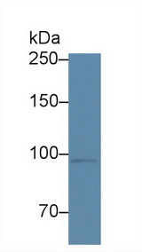 CORIN Antibody - Western Blot; Sample: Mouse Heart lysate; Primary Ab: 3µg/ml Rabbit Anti-Human CRN Antibody Second Ab: 0.2µg/mL HRP-Linked Caprine Anti-Rabbit IgG Polyclonal Antibody