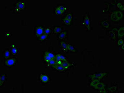 Corneodesmosin / CDSN Antibody - Immunofluorescent analysis of HepG2 cells diluted at 1:100 and Alexa Fluor 488-congugated AffiniPure Goat Anti-Rabbit IgG(H+L)
