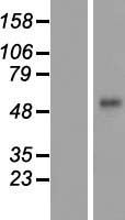 Corneodesmosin / CDSN Protein - Western validation with an anti-DDK antibody * L: Control HEK293 lysate R: Over-expression lysate