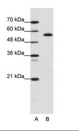 CORO1A / Coronin 1a Antibody - A: Marker, B: Daudi Cell Lysate.  This image was taken for the unconjugated form of this product. Other forms have not been tested.
