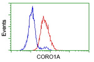 CORO1A / Coronin 1a Antibody - Flow cytometry of HeLa cells, using anti-CORO1A antibody (Red), compared to a nonspecific negative control antibody (Blue).