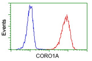 CORO1A / Coronin 1a Antibody - Flow cytometry of Jurkat cells, using anti-CORO1A antibody (Red), compared to a nonspecific negative control antibody (Blue).