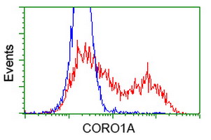 CORO1A / Coronin 1a Antibody - HEK293T cells transfected with either overexpress plasmid (Red) or empty vector control plasmid (Blue) were immunostained by anti-CORO1A antibody, and then analyzed by flow cytometry.