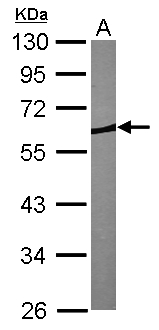 CORO1B Antibody - Sample (30 ug of whole cell lysate). A: NIH-3T3. 10% SDS PAGE. CORO1B antibody diluted at 1:1000.