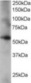 CORO1C Antibody - Antibody staining (0.2 ug/ml) of human lung lysate (RIPA buffer, 35 ug total protein per lane). Primary incubated for 1 hour. Detected by Western blot of chemiluminescence.