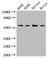 CORO1C Antibody - Positive WB detected in:K562 whole cell lysate,A549 whole cell lysate,Mouse spleen tissue,Mouse brain tissue;All lanes: CORO1C antibody at 3.4ug/ml;Secondary;Goat polyclonal to rabbit IgG at 1/50000 dilution;Predicted band size: 54,55,59 kDa;Observed band size: 54 kDa;