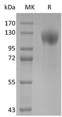 SARS-CoV-2 S1 Protein