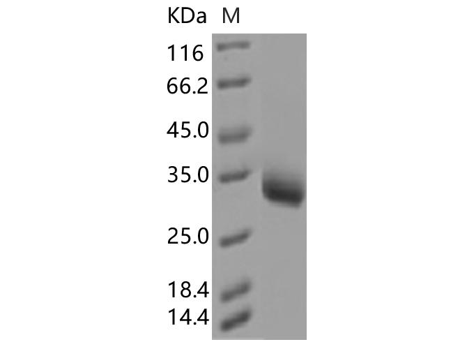 SARS-CoV-2 Spike Glycoprotein Protein - Recombinant SARS-CoV-2 Spike RBD(Y508H)(His Tag)