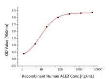 SARS-CoV-2 Spike Glycoprotein Protein - Immobilized Recombinant 2019-nCoV Spike RBD-His at 2µg/mL (100 µL/well) can bind Recombinant Human ACE2 with a linear range of 1.5-9.4 ng/mL.