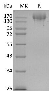 SARS-CoV-2 Spike Glycoprotein Protein