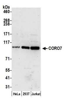 Coronin 7 / CORO7 Antibody - Detection of human CORO7 by western blot. Samples: Whole cell lysate (50 µg) from HeLa, HEK293T, and Jurkat cells prepared using NETN lysis buffer. Antibody: Affinity purified rabbit anti-CORO7 antibody used for WB at 1:1000. Detection: Chemiluminescence with an exposure time of 30 seconds.
