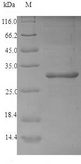 2S Albumin Protein - (Tris-Glycine gel) Discontinuous SDS-PAGE (reduced) with 5% enrichment gel and 15% separation gel.