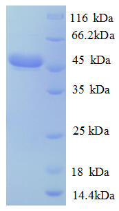 CE2118 Protein