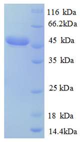 CE2118 Protein
