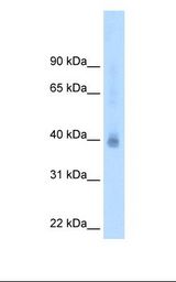 COUP-TFII / NR2F2 Antibody - MCF7 cell lysate. Antibody concentration: 2.5 ug/ml. Gel concentration: 12%.  This image was taken for the unconjugated form of this product. Other forms have not been tested.