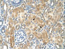 COUP-TFII / NR2F2 Antibody - NR2F2 antibody NR2F2(nuclear receptor subfamily 2, group F, member 2) Antibody was used in IHC to stain formalin-fixed, paraffin-embedded human kidney.  This image was taken for the unconjugated form of this product. Other forms have not been tested.