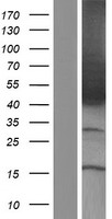 COUP-TFII / NR2F2 Protein - Western validation with an anti-DDK antibody * L: Control HEK293 lysate R: Over-expression lysate