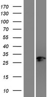 COUP-TFII / NR2F2 Protein - Western validation with an anti-DDK antibody * L: Control HEK293 lysate R: Over-expression lysate