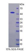 COPS3 / CSN3 Protein - Recombinant Casein Kappa (CSN3) by SDS-PAGE