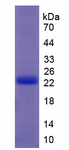 IFNT2 / Interferon Tau Protein - Recombinant Interferon Tau (IFNt) by SDS-PAGE