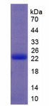 IFNT2 / Interferon Tau Protein - Recombinant Interferon Tau (IFNt) by SDS-PAGE