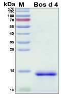 LALBA / Alpha Lactalbumin Protein - SDS-PAGE under reducing conditions and visualized by Coomassie blue staining