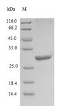 LGALS1 / Galectin 1 Protein - (Tris-Glycine gel) Discontinuous SDS-PAGE (reduced) with 5% enrichment gel and 15% separation gel.
