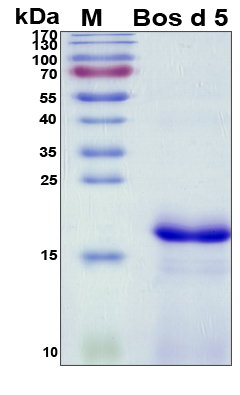 LGB / Beta-Lactoglobulin Protein - SDS-PAGE under reducing conditions and visualized by Coomassie blue staining