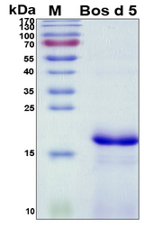 LGB / Beta-Lactoglobulin Protein - SDS-PAGE under reducing conditions and visualized by Coomassie blue staining