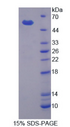 MMP3 Protein - Recombinant Matrix Metalloproteinase 3 (MMP3) by SDS-PAGE