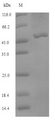 MTHFD2 Protein - (Tris-Glycine gel) Discontinuous SDS-PAGE (reduced) with 5% enrichment gel and 15% separation gel.