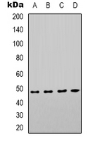 COX10 Antibody - Western blot analysis of COX10 expression in HeLa (A); HEK293T (B); mouse kidney (C); mouse brain (D) whole cell lysates.