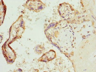 COX10 Antibody - Immunohistochemistry of paraffin-embedded human placenta tissue at dilution 1:100