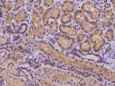 COX10 Antibody - Immunochemical staining of human COX10 in human kidney with rabbit polyclonal antibody at 1:100 dilution, formalin-fixed paraffin embedded sections.
