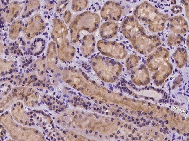 COX10 Antibody - Immunochemical staining of human COX10 in human kidney with rabbit polyclonal antibody at 1:100 dilution, formalin-fixed paraffin embedded sections.