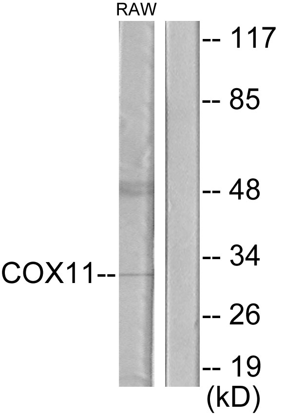 COX11 Antibody - Western blot analysis of lysates from RAW264.7 cells, using COX11 Antibody. The lane on the right is blocked with the synthesized peptide.