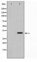 COX11 Antibody - Western blot of RAW264.7 cell lysate using COX11 Antibody