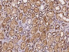 COX11 Antibody - Immunochemical staining of human COX11 in human kidney with rabbit polyclonal antibody at 1:100 dilution, formalin-fixed paraffin embedded sections.