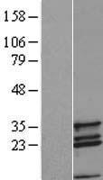 COX11 Protein - Western validation with an anti-DDK antibody * L: Control HEK293 lysate R: Over-expression lysate