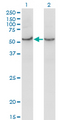 COX15 Antibody - Western Blot analysis of COX15 expression in transfected 293T cell line by COX15 monoclonal antibody (M01), clone 2D2.Lane 1: COX15 transfected lysate (Predicted MW: 46 KDa).Lane 2: Non-transfected lysate.