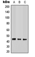COX15 Antibody - Western blot analysis of COX15 expression in HEK293T (A); Raw264.7 (B); PC12 (C) whole cell lysates.