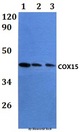 COX15 Antibody - Western blot of COX15 antibody at 1:500 dilution. Lane 1: HEK293T whole cell lysate.