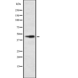 COX15 Antibody - Western blot analysis of COX15 using HT29 whole cells lysates