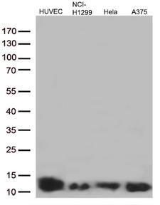 COX17 Antibody - Western blot analysis of extracts. (35ug) from 4 different cell lines by using anti-COX17 monoclonal antibody. (1:500)