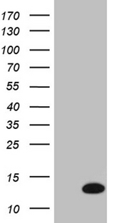 COX17 Antibody - HEK293T cells were transfected with the pCMV6-ENTRY control. (Left lane) or pCMV6-ENTRY COX17. (Right lane) cDNA for 48 hrs and lysed. Equivalent amounts of cell lysates. (5 ug per lane) were separated by SDS-PAGE and immunoblotted with anti-COX17. (1:2000)
