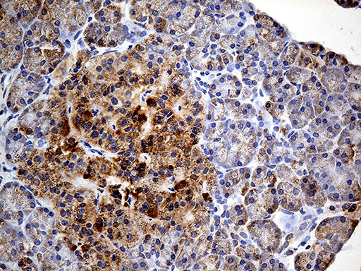 COX17 Antibody - Immunohistochemical staining of paraffin-embedded Human pancreas tissue within the normal limits using anti-COX17 mouse monoclonal antibody. (Heat-induced epitope retrieval by 1mM EDTA in 10mM Tris buffer. (pH8.5) at 120°C for 3 min. (1:500)