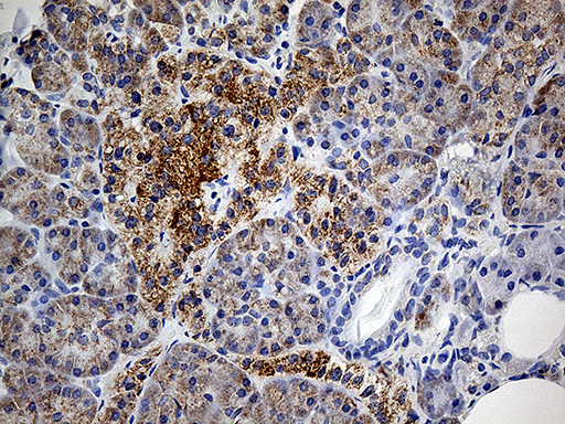COX17 Antibody - Immunohistochemical staining of paraffin-embedded Human pancreas tissue within the normal limits using anti-COX17 mouse monoclonal antibody. (Heat-induced epitope retrieval by 1mM EDTA in 10mM Tris buffer. (pH8.5) at 120°C for 3 min. (1:500)