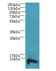 COX17 Antibody - Western blot. All lanes: COX17 antibody at 3.5 ug/ml+Heo-2 whole cell lysate Goat polyclonal to rabbit at 1:10000 dilution. Predicted band size: 7 kDa. Observed band size: 7 kDa.